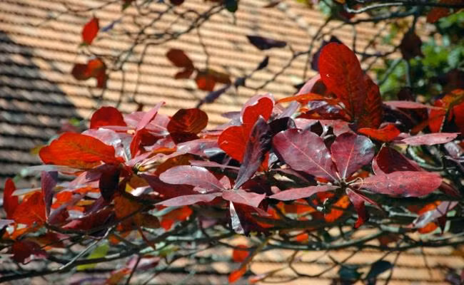 Lá bàng khô được bán với giá 1.000 đồng/lá, nếu mua nhiều sẽ được giảm giá. Ảnh: Internet