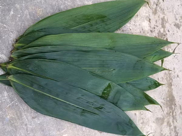 Lá tre Bát Độ (hay còn gọi là bương) mọc nhiều ở các vùng miền cao. Từ xưa, nó được xem là loại lá ít giá trị, thường bị bỏ phí. Ảnh: Dân Việt.