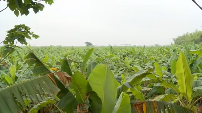 Theo Dân Việt, bà Thân (Trung Châu, Đan Phượng) là người chuyên cung cấp lá chuối cho các cửa hàng lám bánh, giò chả. Mỗi ngày thu được 2 tạ lá chuối với giá 10.000 đồng/kg, có thể thu về 2 triệu đồng. Ảnh: Dân Việt