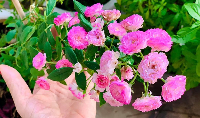 Ban công nhiều cây đến nỗi chính Mỹ Lệ cũng thừa nhận không nhớ hết tên các cây, hoa. Ảnh: FBNV