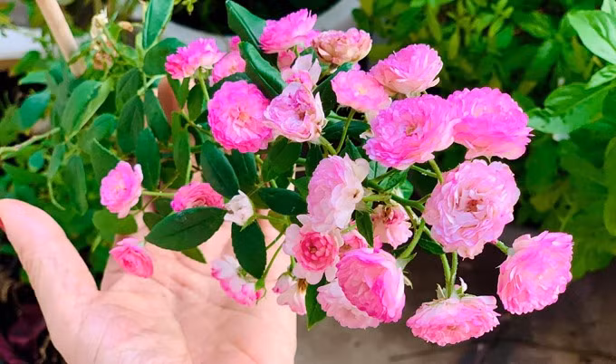 Ban công nhiều cây đến nỗi chính Mỹ Lệ cũng thừa nhận không nhớ hết tên các cây, hoa. Ảnh: FBNV