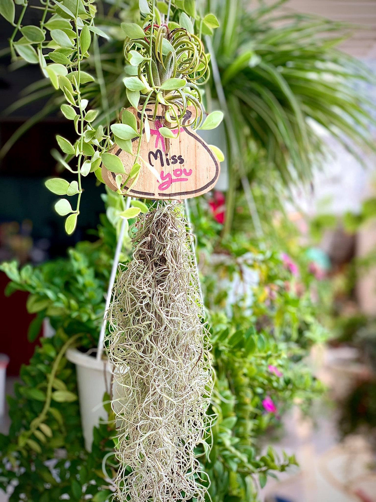 Nữ ca sĩ cho biết thích trồng những loại hoa nhiều màu sắc rực rỡ. Ảnh: FBNV