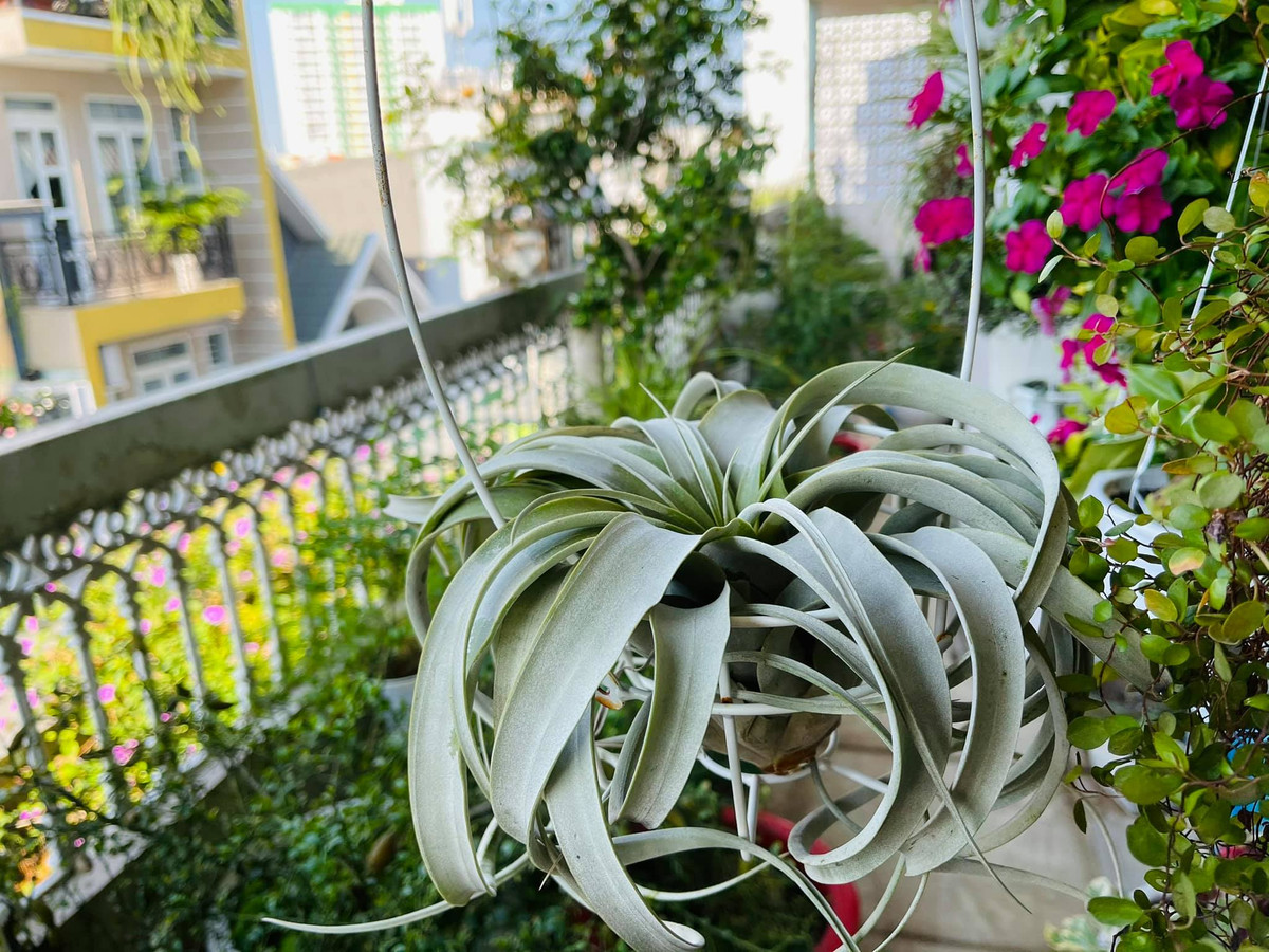 Ban công nhà Mỹ Lệ trồng nhiều hoa như hoa hồng, hoa ngũ sắc, dừa cạn...Ảnh: FBNV