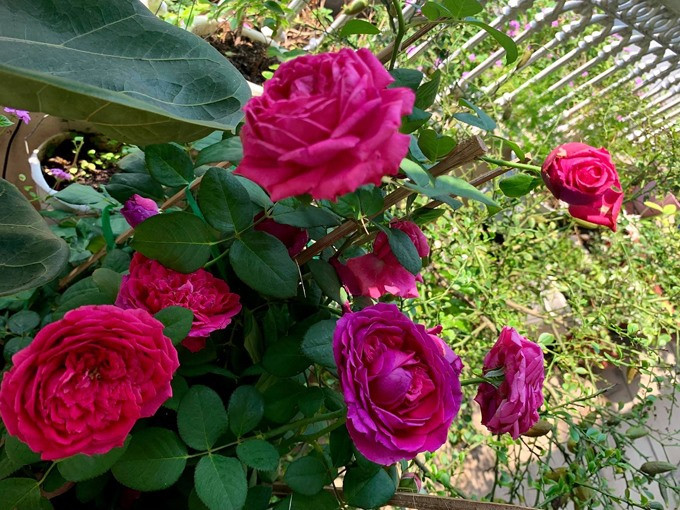 Khóm hồng đua nhau khoe sắc. Ảnh: Lao động