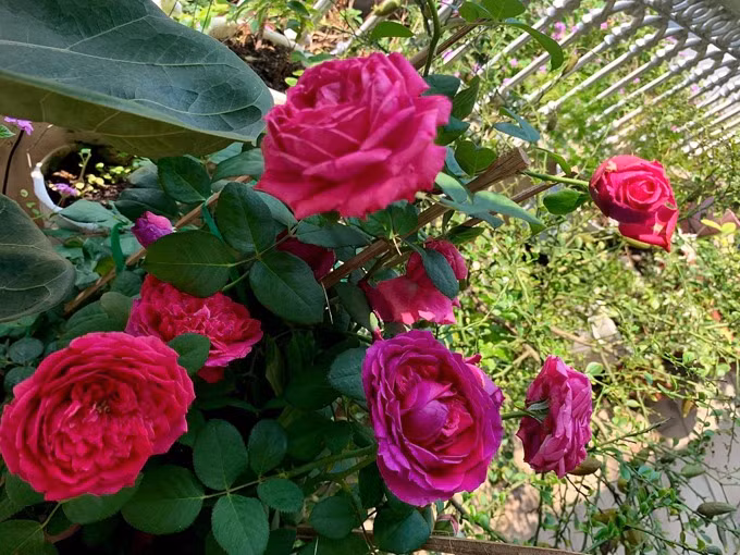 Khóm hồng đua nhau khoe sắc. Ảnh: Lao động