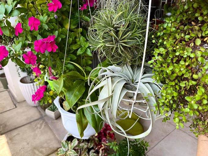 Thay vì dùng thuốc trừ sâu, Mỹ Lệ sử dụng vỏ trứng, gốc rau, vùi trong lớp đất hoặc bỏ trực tiếp lên chậu cây để cung cấp dưỡng chất cho hoa. Ảnh: Lao động