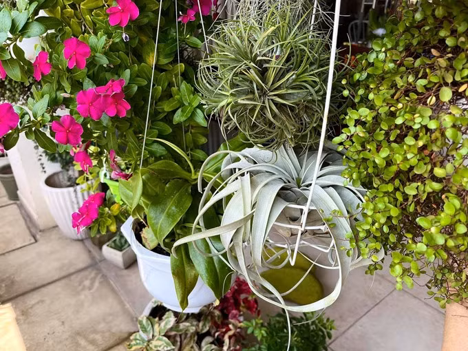 Thay vì dùng thuốc trừ sâu, Mỹ Lệ sử dụng vỏ trứng, gốc rau, vùi trong lớp đất hoặc bỏ trực tiếp lên chậu cây để cung cấp dưỡng chất cho hoa. Ảnh: Lao động