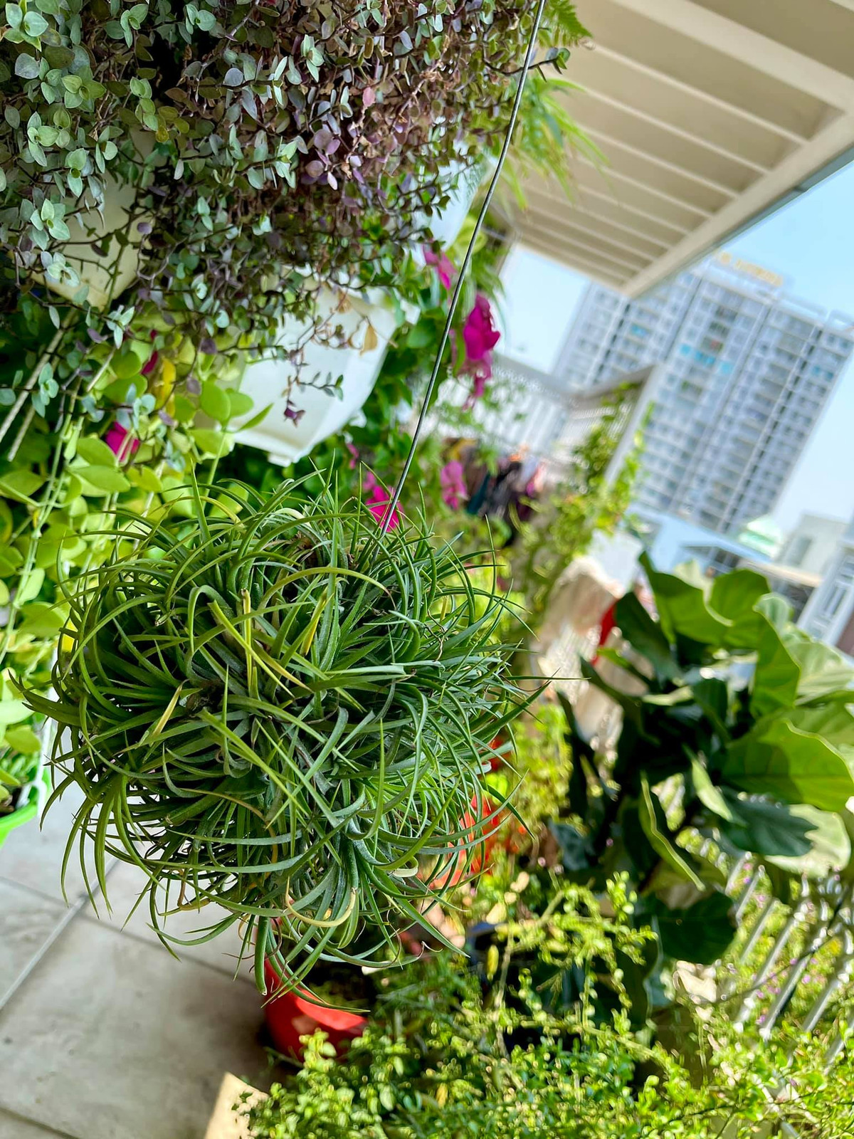 Đặc biệt, Mỹ Lệ ưu tiên các cây ra hoa nhiều, có khả năng thích nghi tốt, dễ đẻ nhánh. Ảnh: FBNV