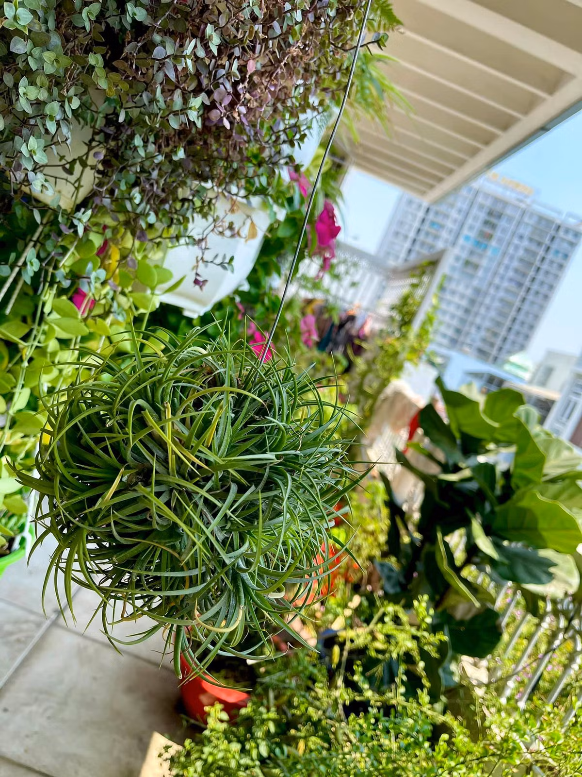 Đặc biệt, Mỹ Lệ ưu tiên các cây ra hoa nhiều, có khả năng thích nghi tốt, dễ đẻ nhánh. Ảnh: FBNV