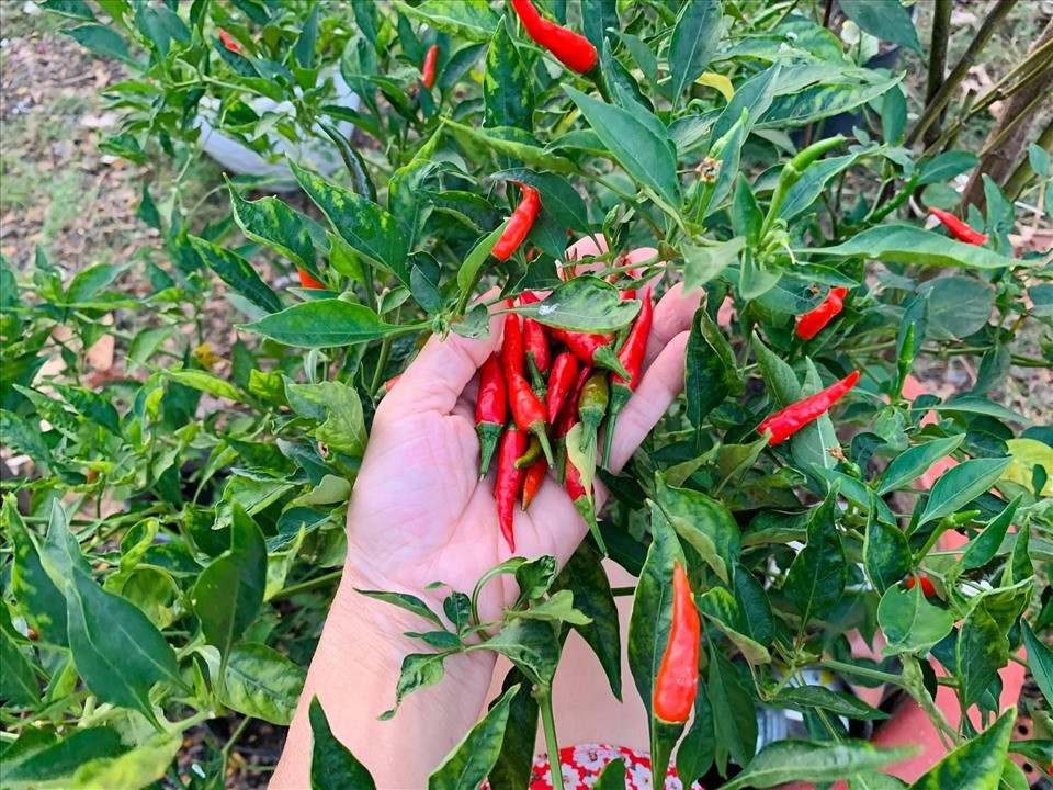 Yêu thích công việc làm vườn nên vào dịp rảnh rỗi, nữ ca sĩ bắt tay vào việc thu hoạch rau củ. Ảnh: FBNV.