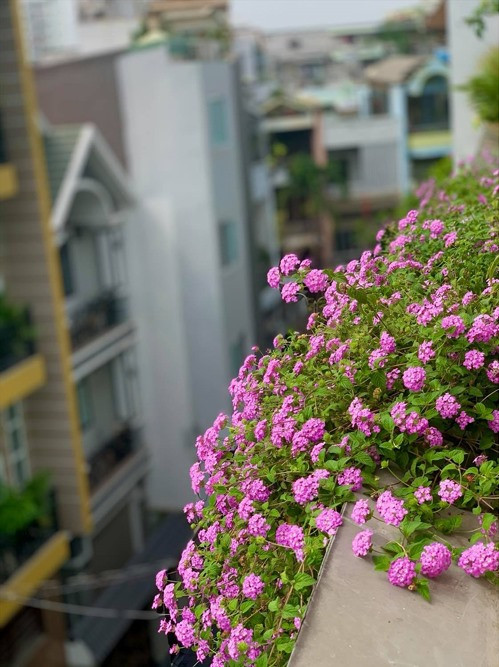 Đáng chú ý, một số giống hoa từ bên Đức được nữ ca sĩ mang về vẫn cho rất nhiều hoa. Ảnh: Lao động