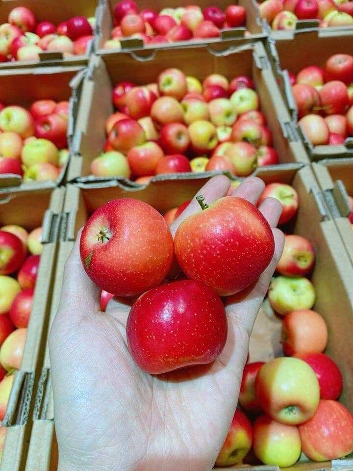 Một chủ cửa hàng trái cây nhập khẩu khác ở Hà Nội cho rằng loại táo giá rẻ đó có thể là táo từ Trung Quốc hoặc táo Nam Phi.