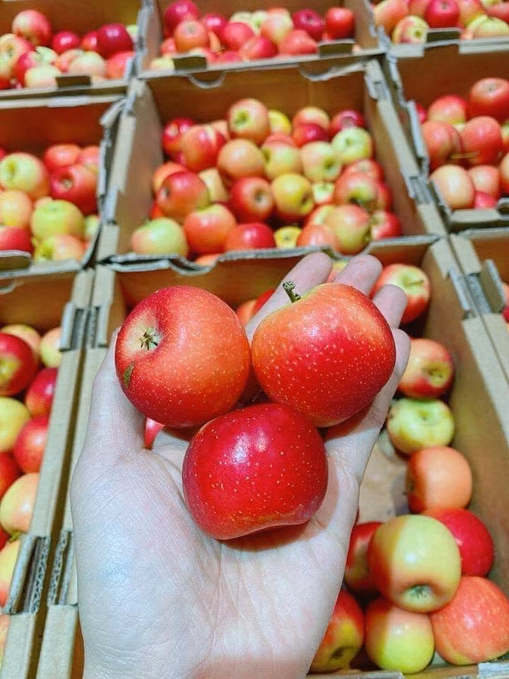 Một chủ cửa hàng trái cây nhập khẩu khác ở Hà Nội cho rằng loại táo giá rẻ đó có thể là táo từ Trung Quốc hoặc táo Nam Phi.