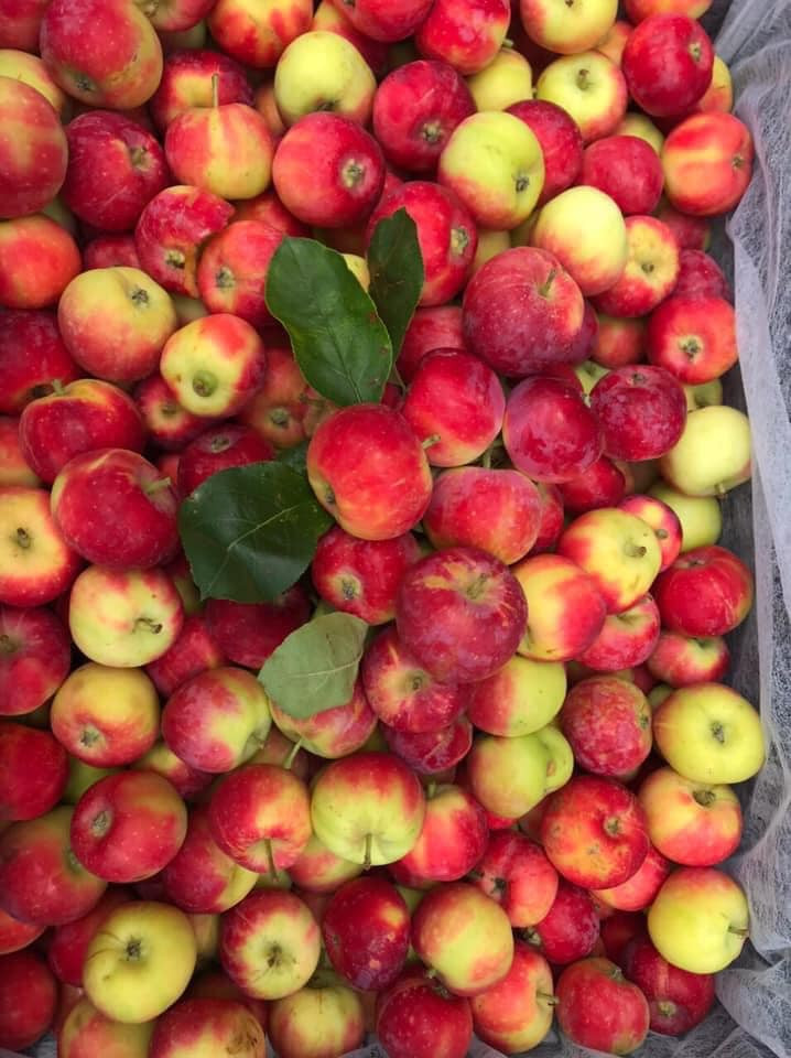 Theo đó, có người bán 85.000 đồng/kg, mua 3kg tặng 1kg. Nhưng cũng có loại bán đến 400.000 – 600.000 đồng/kg.