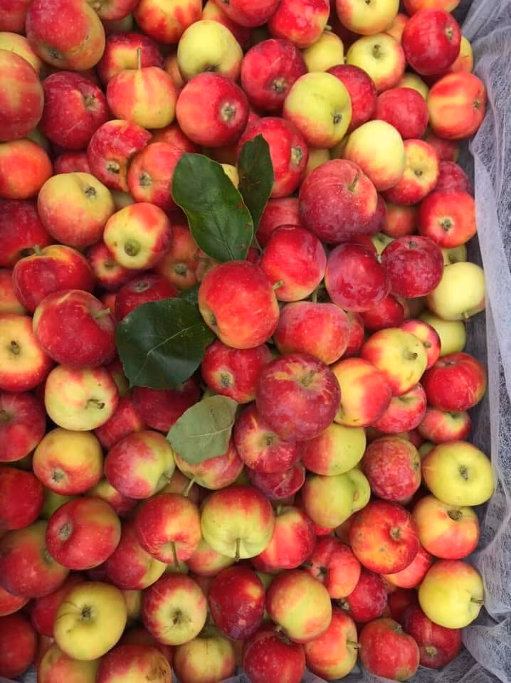 Theo đó, có người bán 85.000 đồng/kg, mua 3kg tặng 1kg. Nhưng cũng có loại bán đến 400.000 – 600.000 đồng/kg.