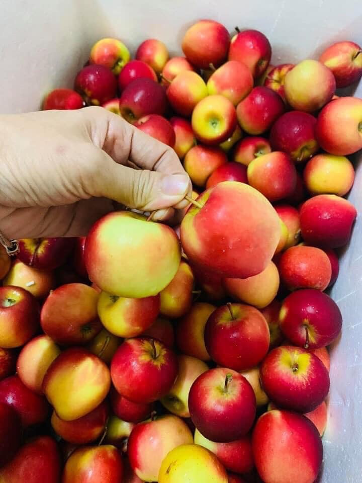 Chị Phan tiết lộ, giá nhập loại táo mini từ Úc theo đường hàng đường không giá đã hơn 400.000 đồng/kg.