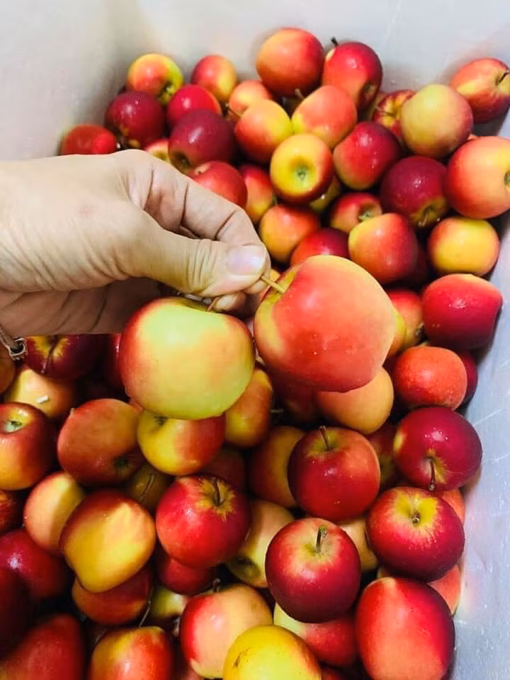 Chị Phan tiết lộ, giá nhập loại táo mini từ Úc theo đường hàng đường không giá đã hơn 400.000 đồng/kg.