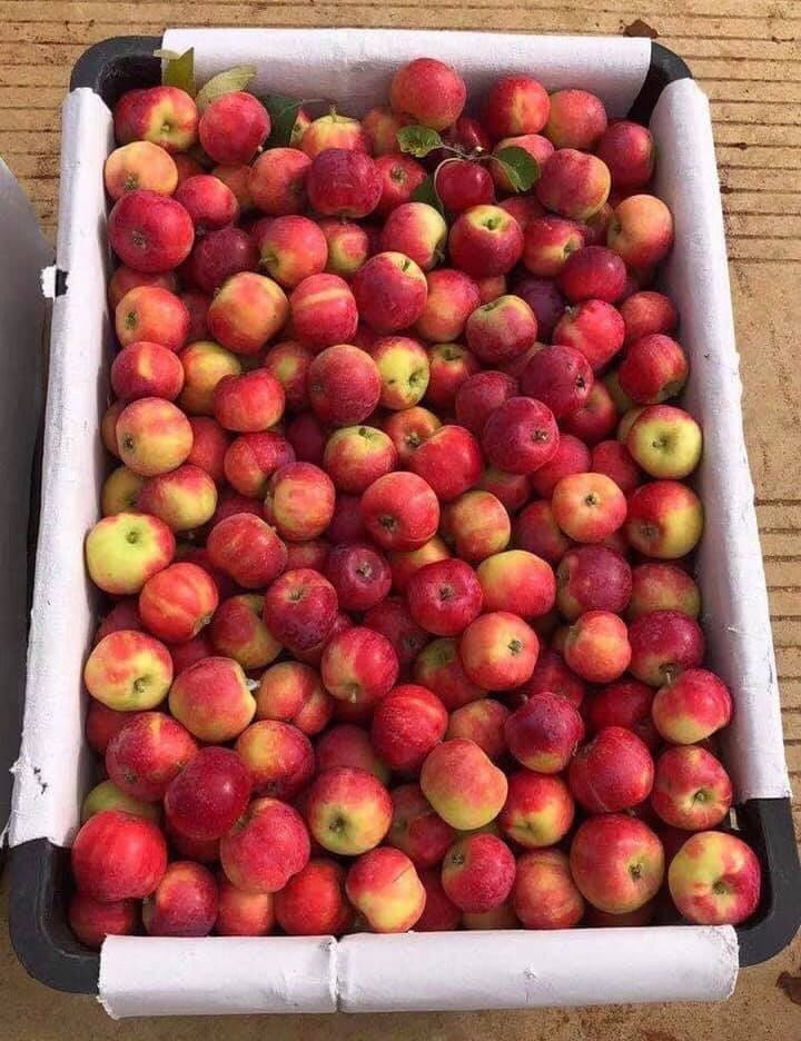 Người bán nào cũng khẳng định đều là táo mini Úc nhập khẩu.