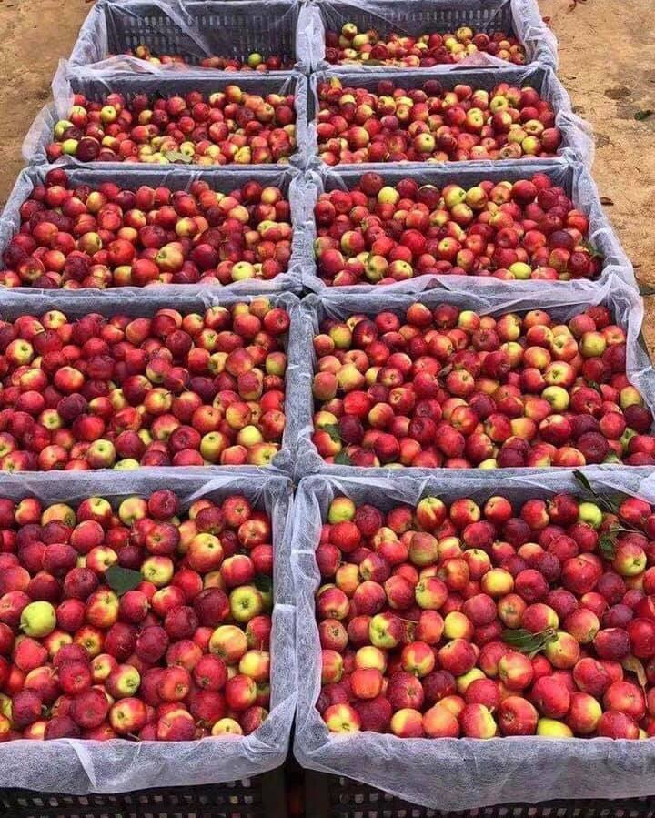 Đặc điểm của táo mini Úc là quả nhỏ, mỗi kg có tới 15-16 quả. Đáng chú ý, người bán không cung cấp được hóa đơn, chứng từ chứng minh xuất xứ nguồn gốc.