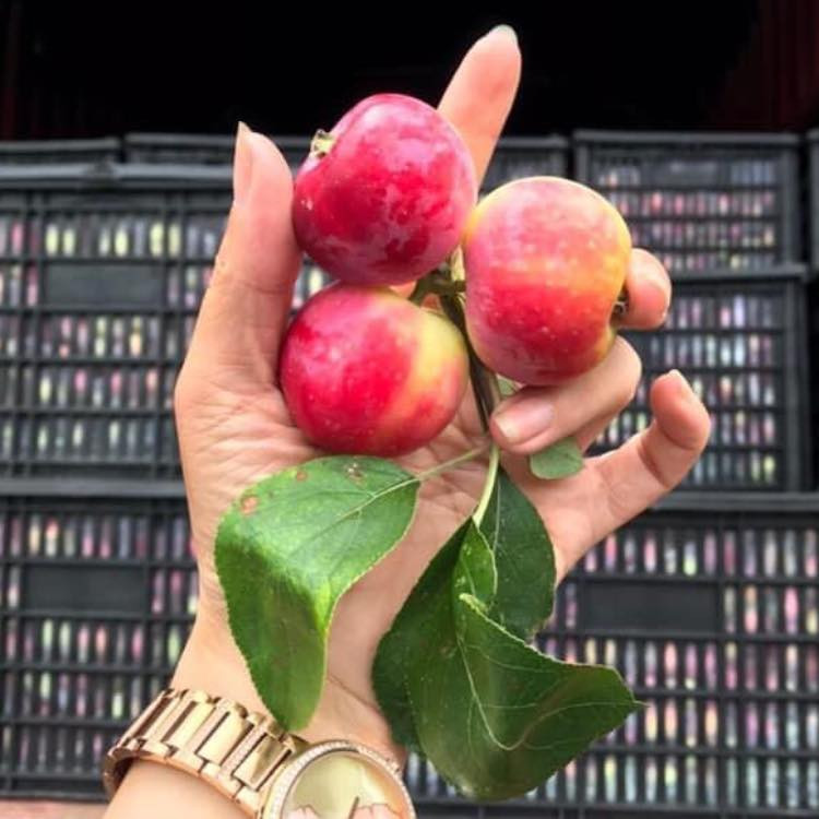 Chia sẻ trên Dân Việt, chị Phan – chủ cửa hàng hoa quả nhập khẩu tại Kim Mã (Ba Đình, Hà Nội) cho biết với giá bán chỉ vài chục nghìn/kg không thể mua được táo mini nhập khẩu từ Úc. 