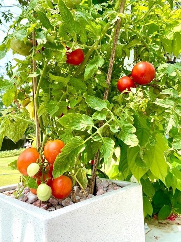 Cây cà chua được chồng trong các chậu sạch, lót đá.
