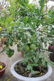 Đặc biệt, cây chúc cổ thụ trên 10 năm cũng được giới chơi kiểng “săn lùng” với giá từ 5 - 10 triệu đồng. Ảnh: Vietnamnet