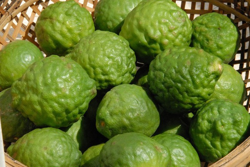 Cùng họ với chanh nhưng chúc lại có vỏ xù xì, vị chua dùng để lấy nước, đặc biệt có mùi thơm giữ rất lâu. Ảnh: Plo