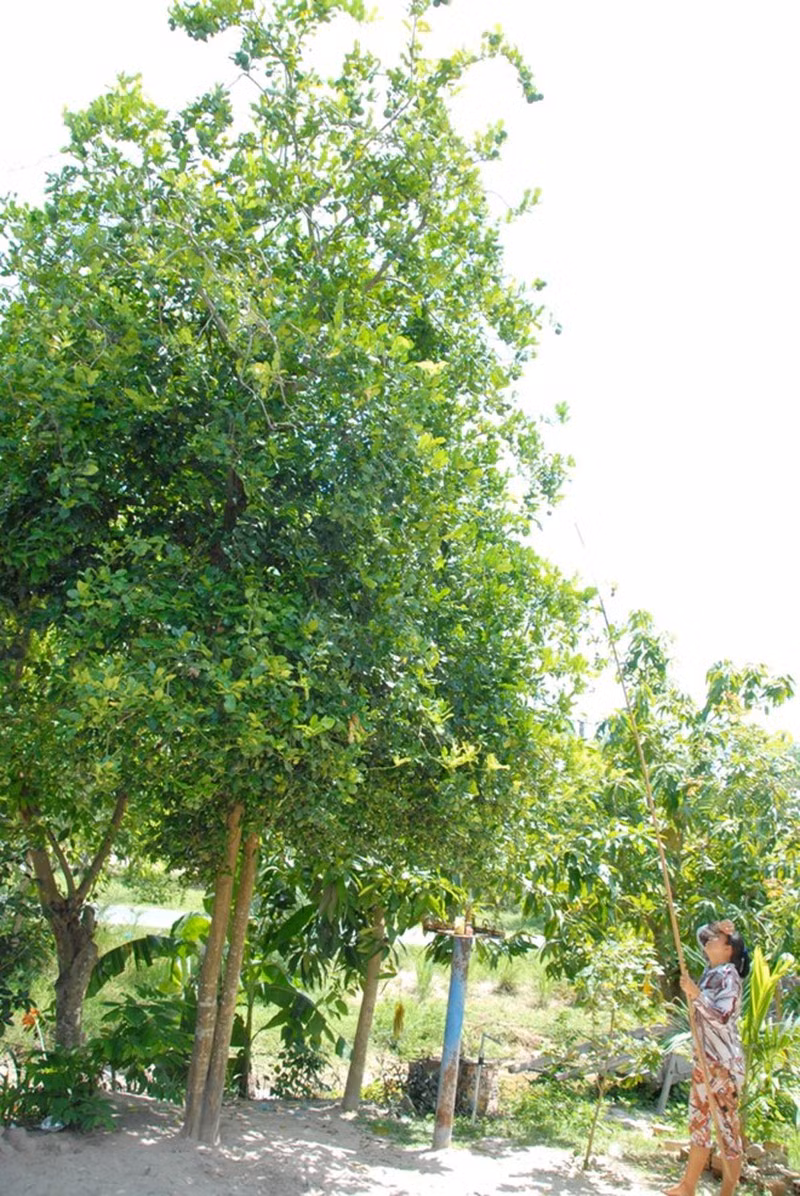 Cây chúc càng lâu năm càng cho nhiều trái. Thời điểm vào mùa thu hoạch rộ, quả chúc có giá dao động từ 70.000 - 80.000 đồng/kg. Ảnh: Plo