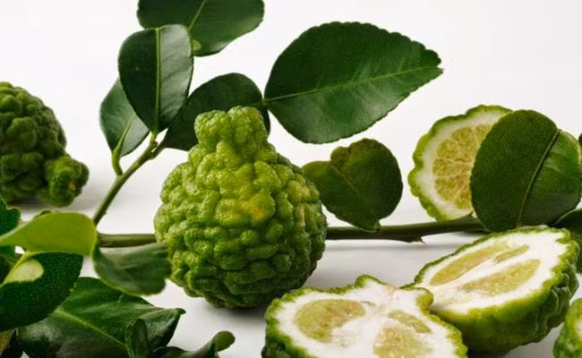 Tuy nhiên, ngày nay cây chúc được người dân trồng vừa làm cảnh vừa làm nguyên liệu trong nhiều món ăn. Ảnh: Dân Việt