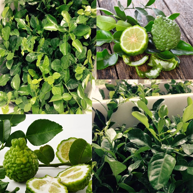 Ngoài bán quả, lá chúc cũng được săn mua, với giá 220.000 đến 250.000 đồng/kg. Ảnh: Dân Việt