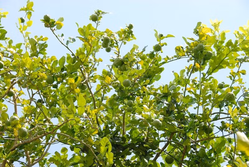 Cây chúc trồng từ 5-8 năm mới thu hoạch, và mỗi năm chỉ cho trái 1 lần vào mùa mưa, với năng suất khoảng 30 đến 50kg/cây (khoảng 8-10 trái/kg). Ảnh: Plo