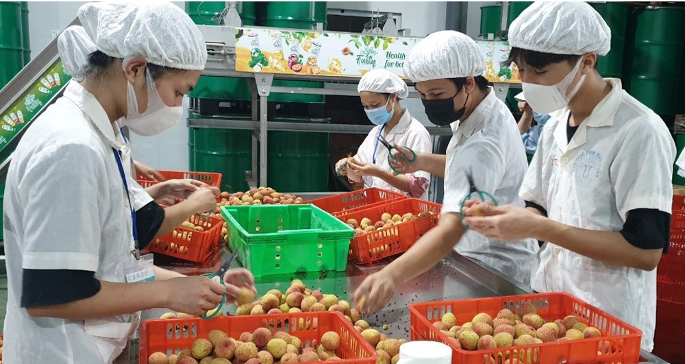 20 tan vai thieu som Bac Giang xuat khau sang thi truong Nhat Ban