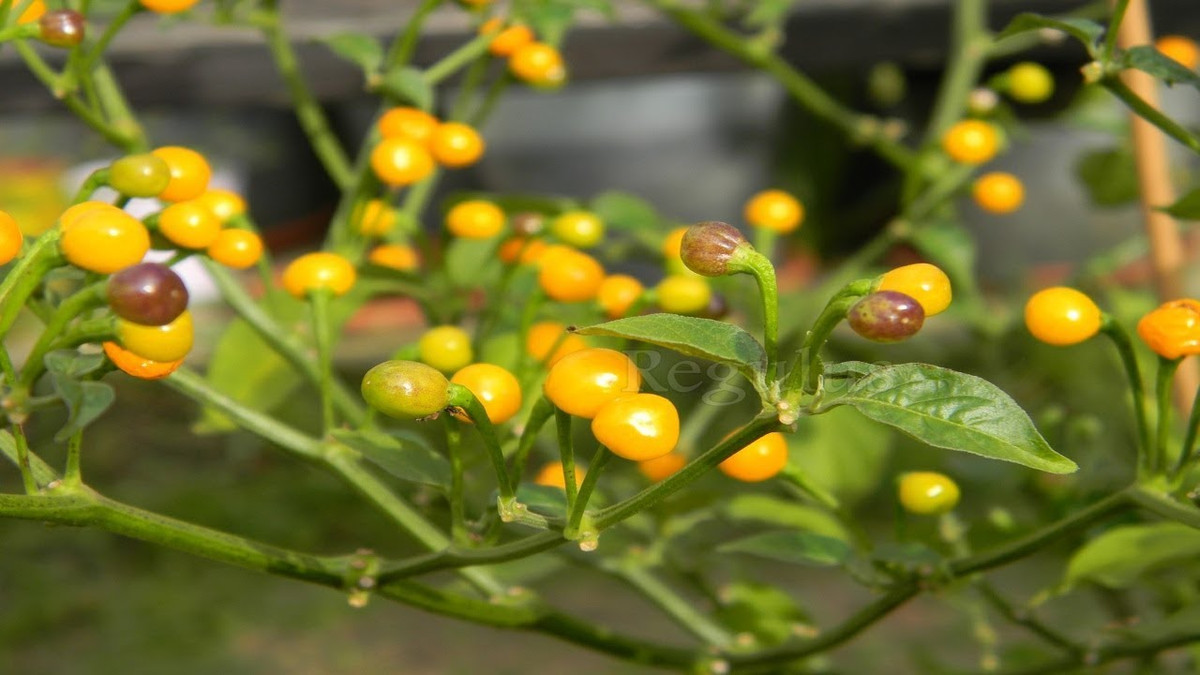 Sau khoảng 120 đến 140 ngày gieo trồng, cây ớt sẽ cho thu hoạch trái. Mỗi cây có chừng hàng chục đến cả trăm quả tròn nhỏ, màu đỏ hoặc vàng, nhưng màu vàng là phổ biến hơn. Nguồn ảnh: Getty Imgae.