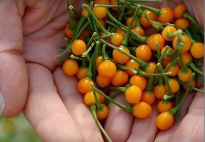 Vì vậy, các chuyên gia luôn khuyến cáo người dùng không nên ăn tươi sống.