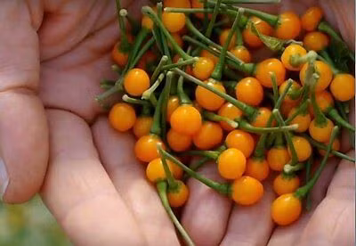 Vì vậy, các chuyên gia luôn khuyến cáo người dùng không nên ăn tươi sống.