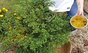 Không chỉ cay, ớt Aji Charapita còn được mô tả phảng phất hương cam quýt, mùi trái cây tự nhiên, mang tới hương vị độc đáo cho các món ăn.