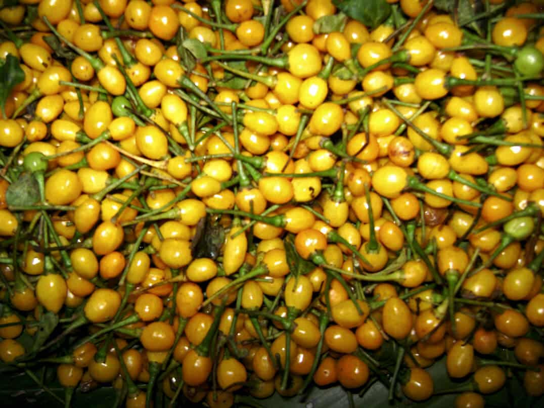 Việc gieo hạt thường diễn ra vào mùa Xuân (hoặc trong nhà kính) ở nền nhiệt 20 - 25 độ C từ giữa tháng 2 tới tháng 5.