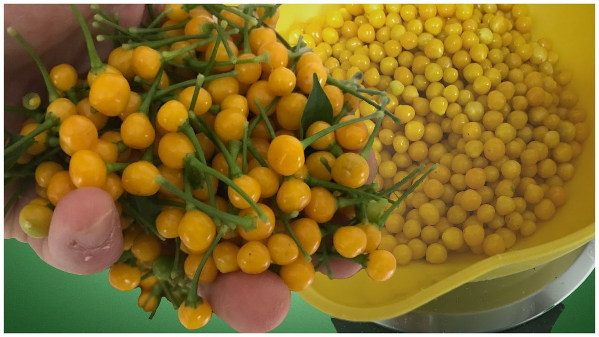 Ớt sừng Aji Charapita có màu vàng tươi đặc trưng, bé xíu, nhưng lại cung cấp nguồn vitamin A, B, C dồi dào, đồng thời chứa nhiều sắt, kali, magiê và riboflavin.