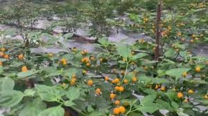 Ớt Aji Charapita là loại cây trung hạn, Aji Charapita có độ cao từ 40 đến 55 cm với tán rộng chừng 35 - 45 cm. Chúng sinh trưởng tốt ở nhiệt độ ngoài trời từ 35 độ C.