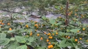 Ớt Aji Charapita là loại cây trung hạn, Aji Charapita có độ cao từ 40 đến 55 cm với tán rộng chừng 35 - 45 cm. Chúng sinh trưởng tốt ở nhiệt độ ngoài trời từ 35 độ C.