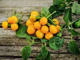 Ớt Aji Charapita có kích thước bằng hạt đậu, màu vàng tươi, mọc hoang dại tại các vùng rừng rậm ở Peru.