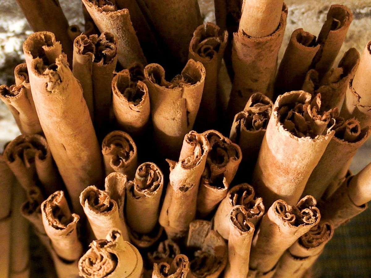 Loai cay quen thuoc voi tuoi tho gio co gia ca trieu moi can