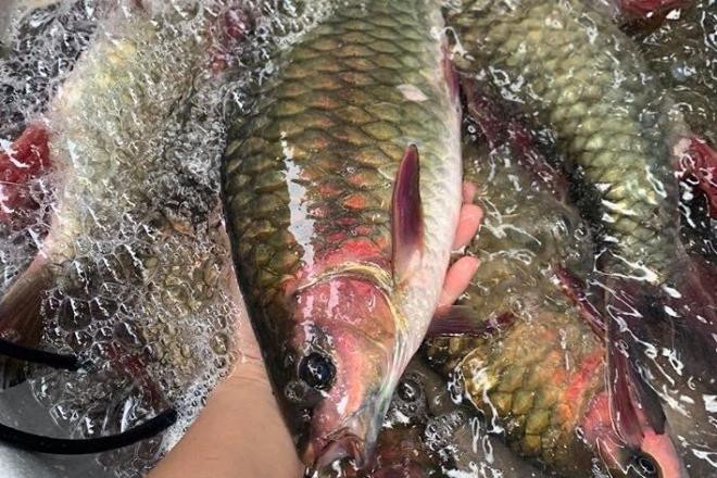 Cá bỗng được coi là loài "cá vua" của đồng bào Tây Bắc. Cá có hương vị thơm ngọt và có giá trị dinh dưỡng cao. Ảnh: Dân Việt