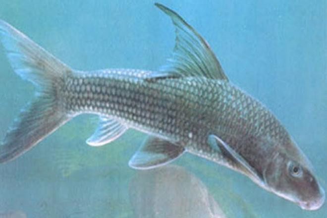 Cá dầm xanh từng được sử sách chép lại dùng để tiến vua bởi thịt ngon và rất bổ. Ảnh: Dân Việt