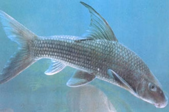 Cá dầm xanh từng được sử sách chép lại dùng để tiến vua bởi thịt ngon và rất bổ. Ảnh: Dân Việt