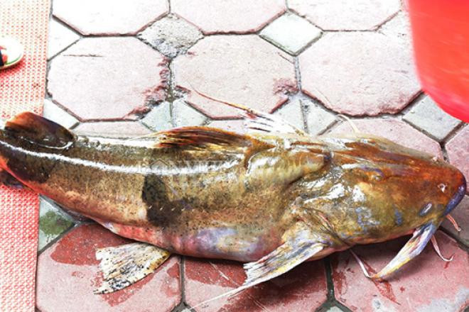 Chiên là tên của một loại cá rất quý hiếm và là một trong những loại cá tiến vua độc đáo ngày xưa. Cá chiên sống chủ yếu ở các dòng sông ở miền núi phía Bắc. Giá bán dao động từ 350.000 - 400.000 đồng/kg. Ảnh: Dân Việt