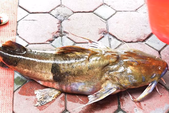 Chiên là tên của một loại cá rất quý hiếm và là một trong những loại cá tiến vua độc đáo ngày xưa. Cá chiên sống chủ yếu ở các dòng sông ở miền núi phía Bắc. Giá bán dao động từ 350.000 - 400.000 đồng/kg. Ảnh: Dân Việt