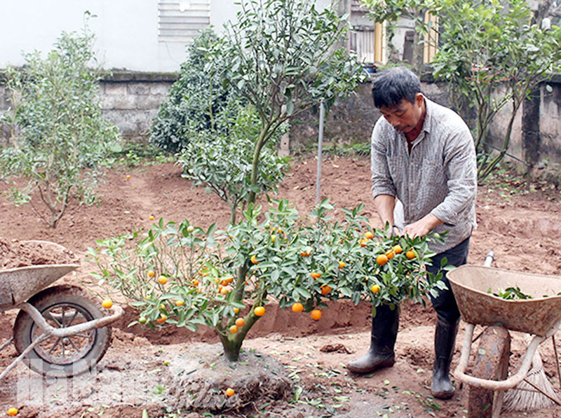 Ngoài ra, cũng cần bón phân đều cho cây theo chu kỳ 15 - 20 ngày bằng cách sử dụng phân vi lượng. Với cách chăm sóc quất sau Tết như vậy, lá cây sẽ xanh hơn, quả to, tròn và mập mạp.