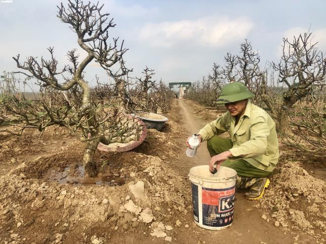 Trước khi trồng đào cần bón lót bằng phân ải hoặc phân hữu cơ vi sinh. Khi trồng lấp đất vừa ngang cổ rễ, nện nhẹ đất từ xung quanh dồn vào bầu cho chặt rồi tưới nước đẫm.