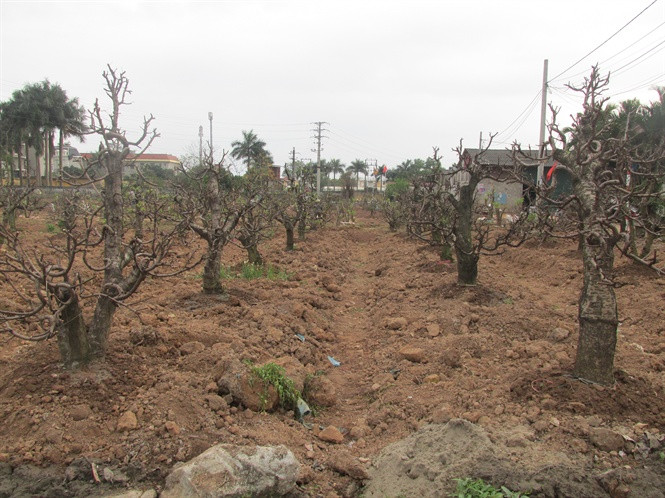 Chọn chỗ đất cao ráo, thoát nước, nếu bị úng nước là đào chết. Nếu không có vườn thì trồng vào chậu to nhưng phải xử lý đáy chậu thật thoát nước. Đường kính chậu lớn hơn đường kính tán cây một chút.
